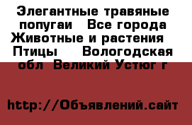 Элегантные травяные попугаи - Все города Животные и растения » Птицы   . Вологодская обл.,Великий Устюг г.